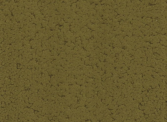 Olive - Outdoor